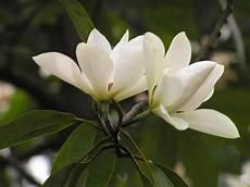 深山含笑特点